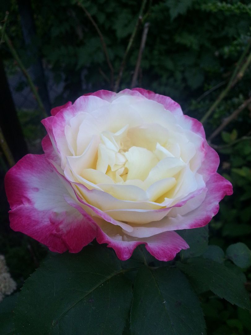  photo 20140912_172218_zpsvtsbtted.jpg